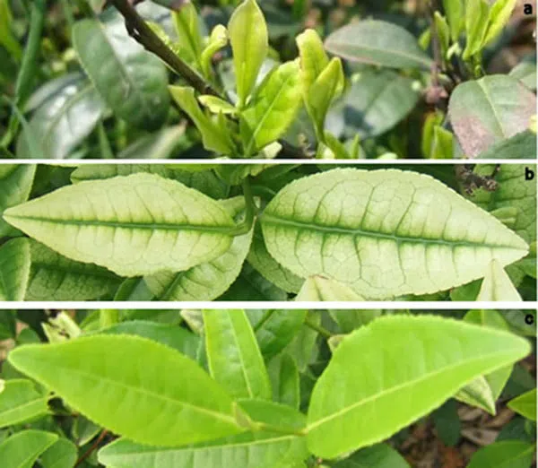 Pęd Bai E i Hao na trzech różnych etapach rozwoju.