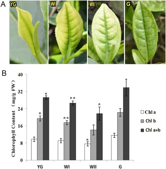 Liście Bai E i Hao oraz zawartość chlorofilu w nich na różnych etapach rozwoju: yg-etap 'żółto-zielony', WI - wczesne wybielanie, WII - późne wybielanie, G-zielone