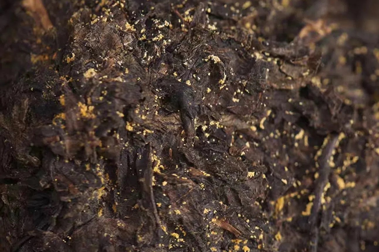 Porost Eurotium cristatum na herbacie heicha