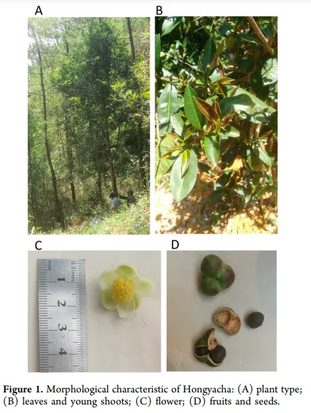 Charakterystyka morfologiczna Hongyacha