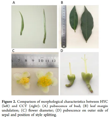 Porównanie cech morfologicznych Hongyacha