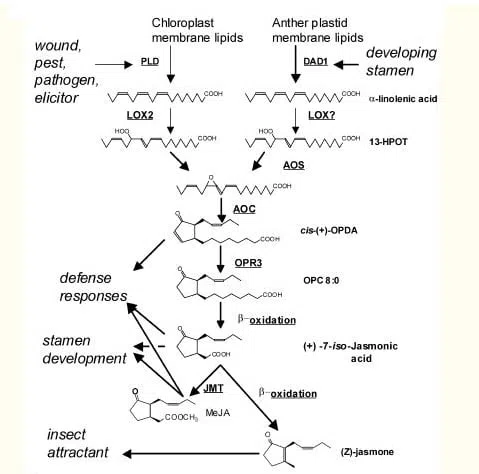 Biosynteza kwasu jasmnowego