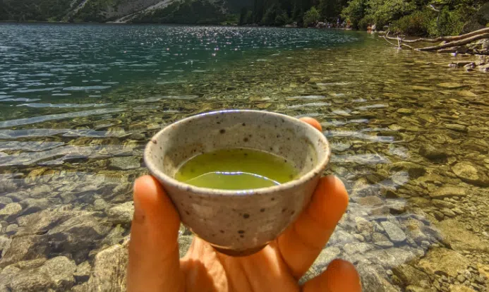 Metabolizm L-teaniny w tkankach krzewu herbacianego