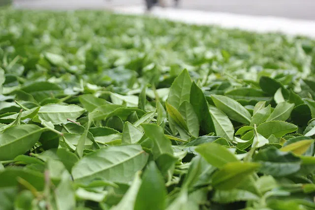 Herbata i spektroskopia w bliskiej podczerwieni