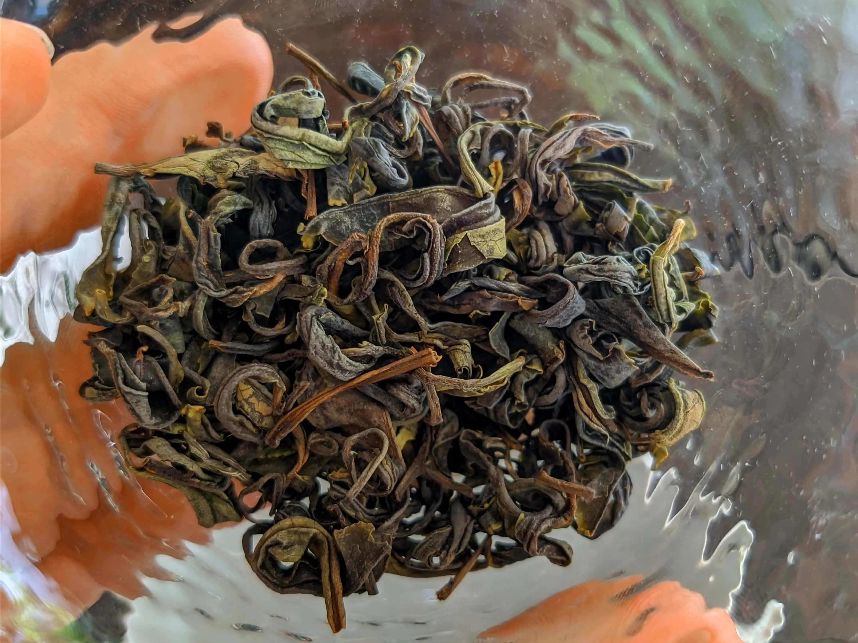 Rosa do Oriente - suche liście