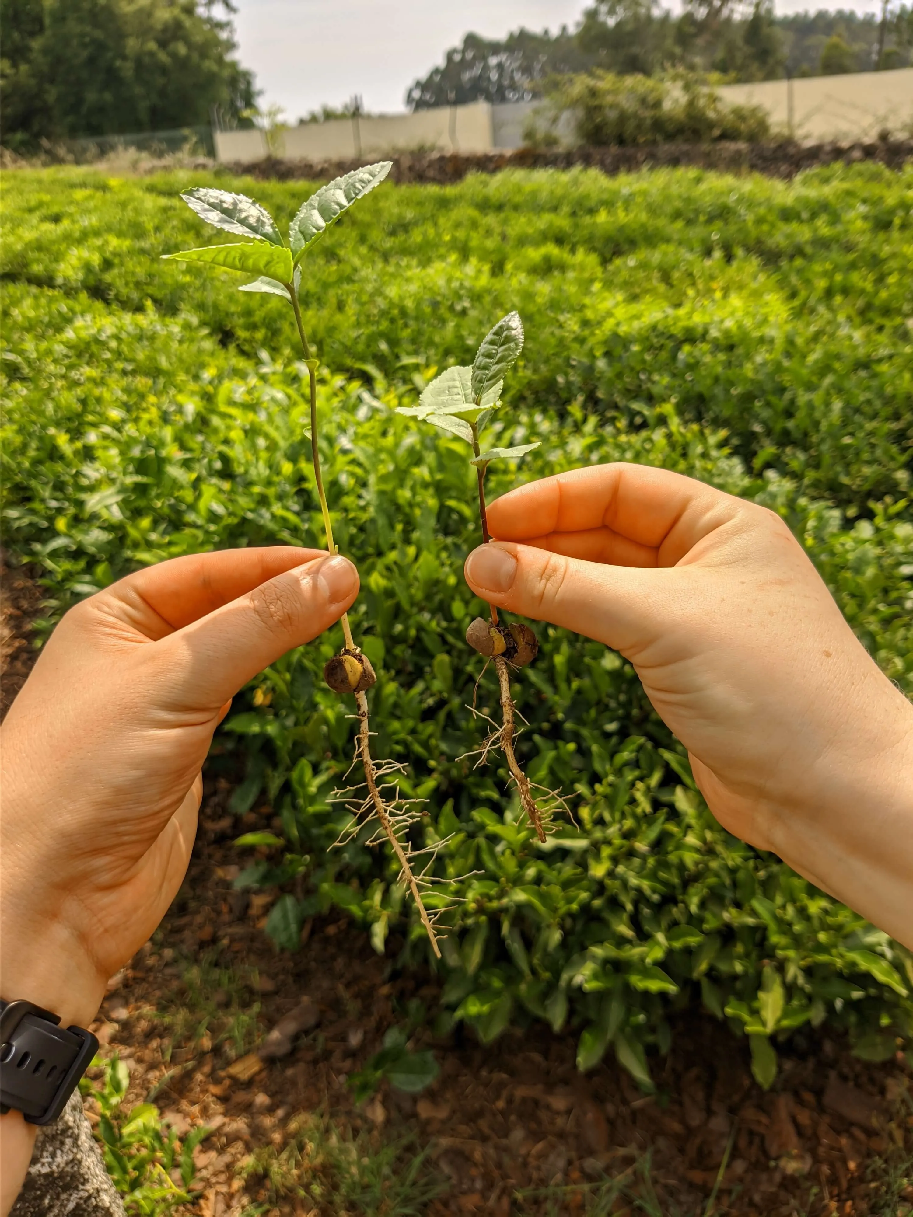 Sadzonki herbaty w powietrzu