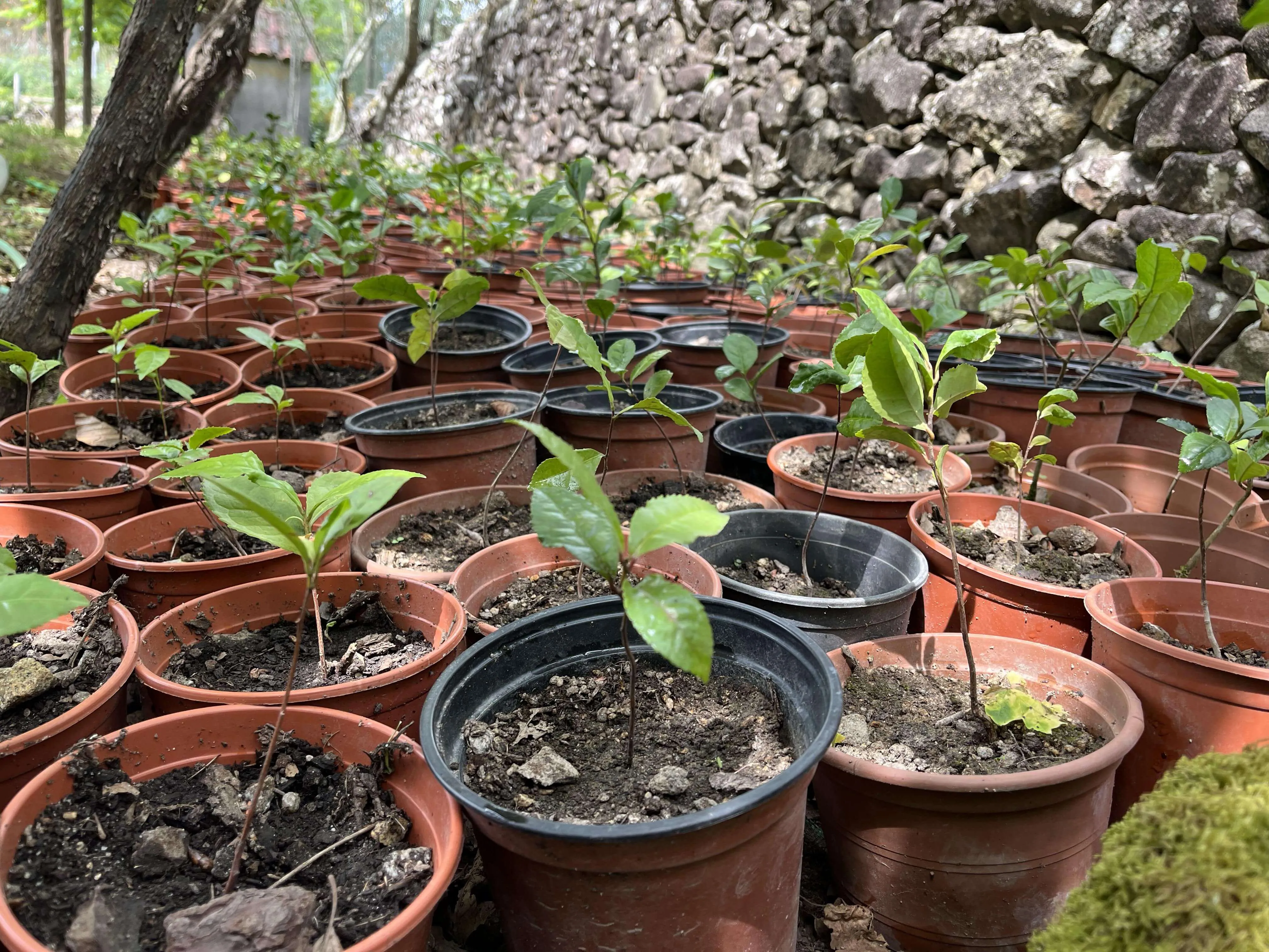 Sadzonki herbaty już w doniczkach