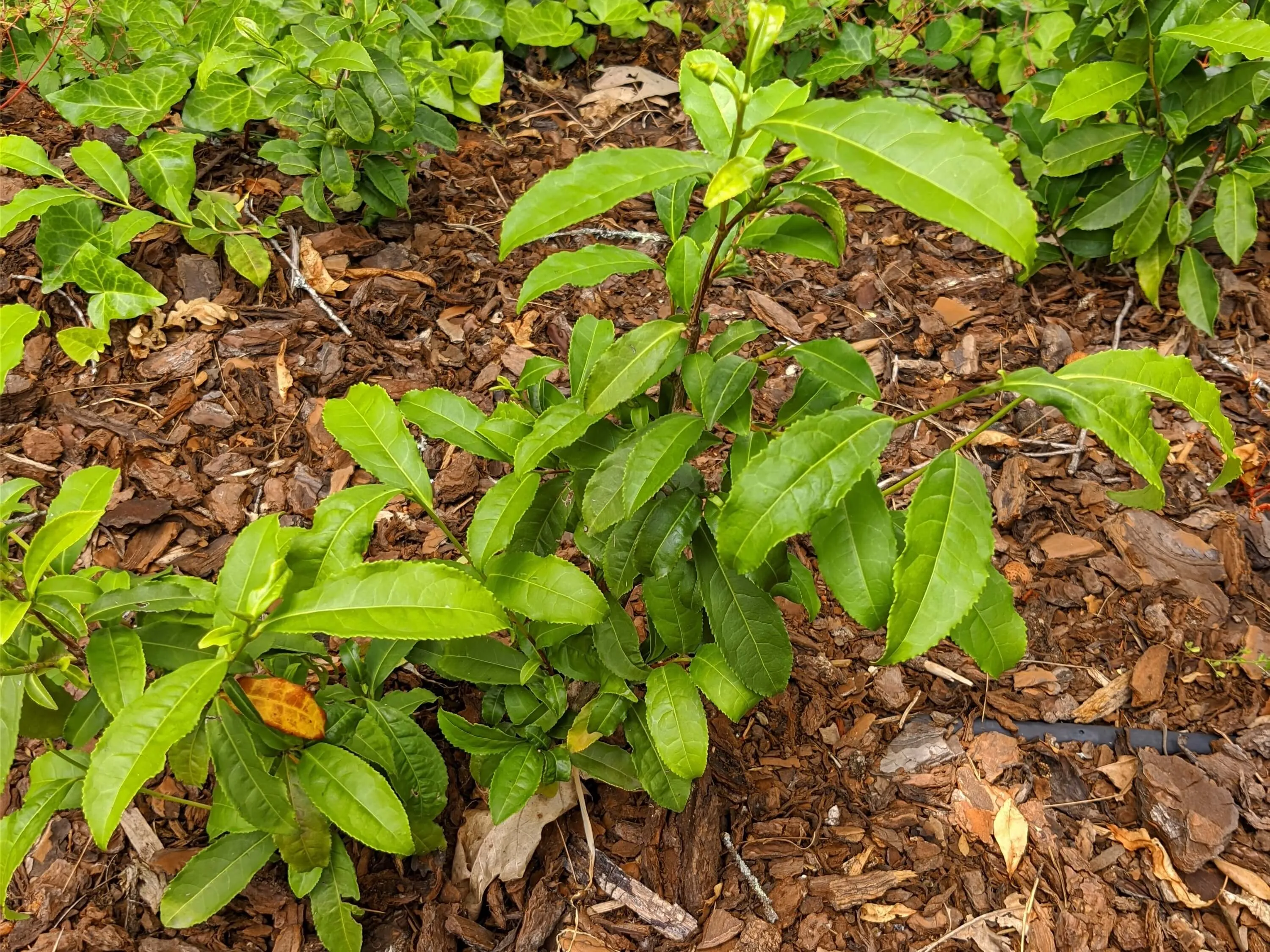 Małe krzewy herbaty w cieniu