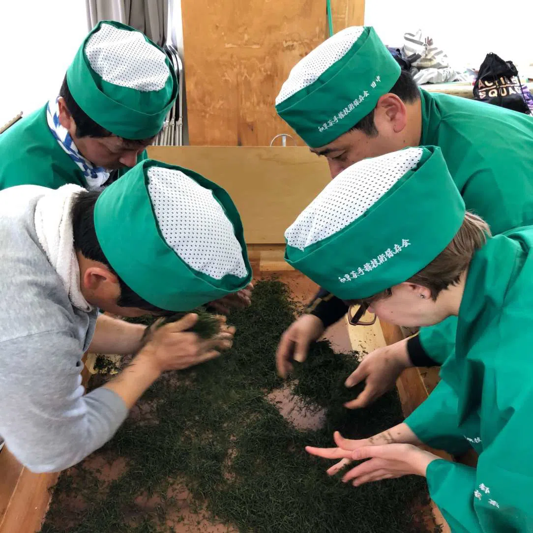 obróbka liści herbaty - Momikiri