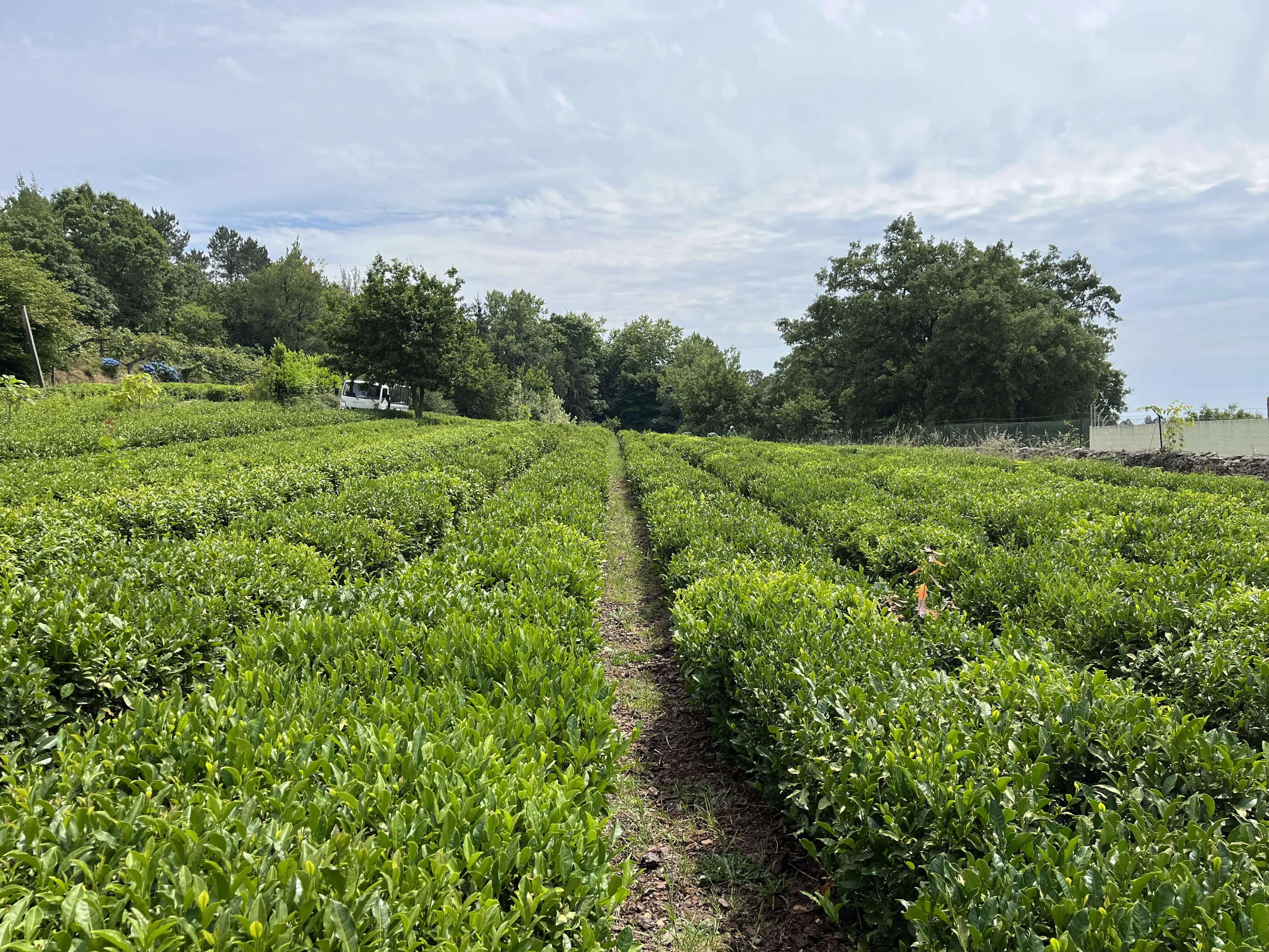 Cha Camelia - herbata portugalska nie tylko na Azorach