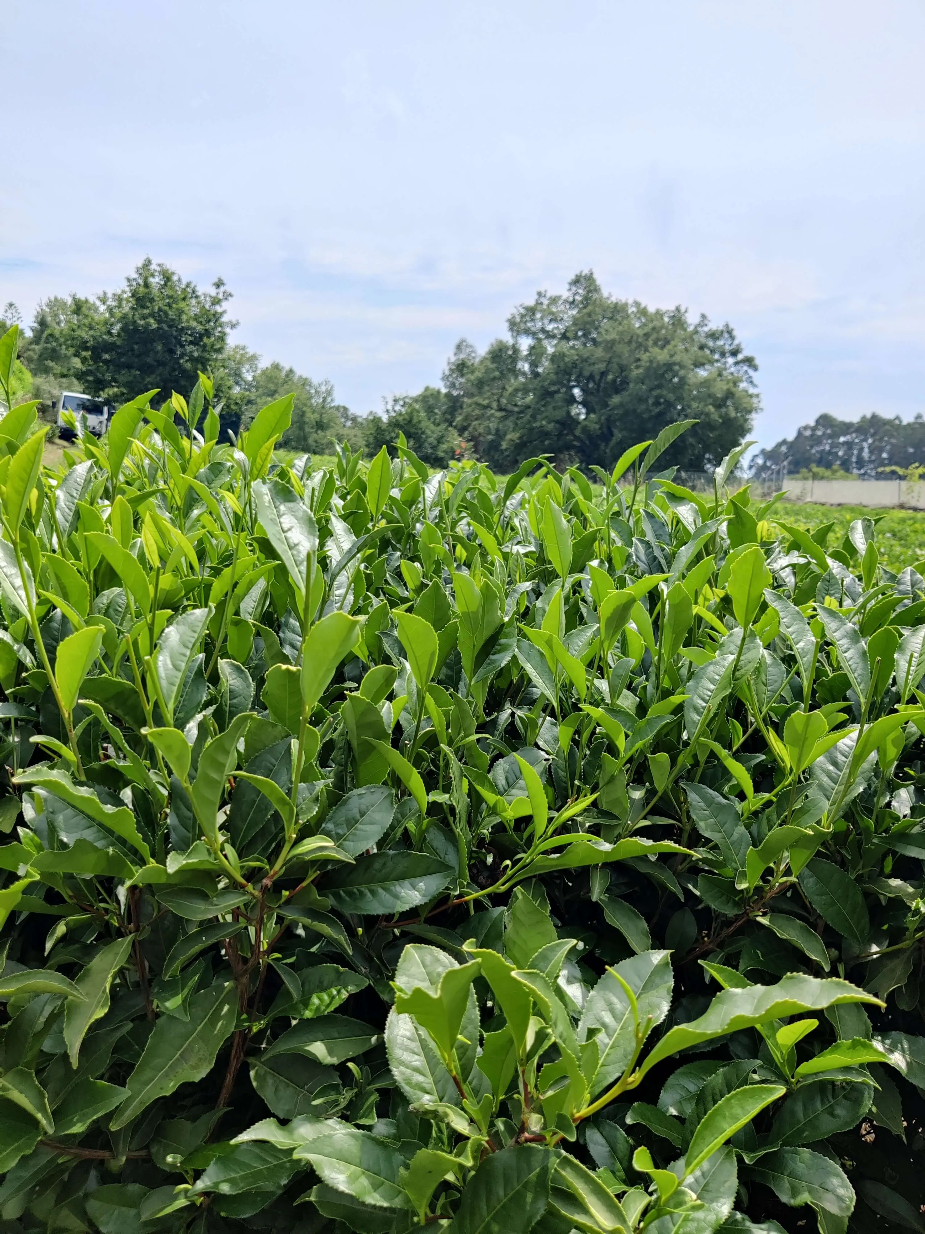 Magnez i jego wpływ na jakość herbaty