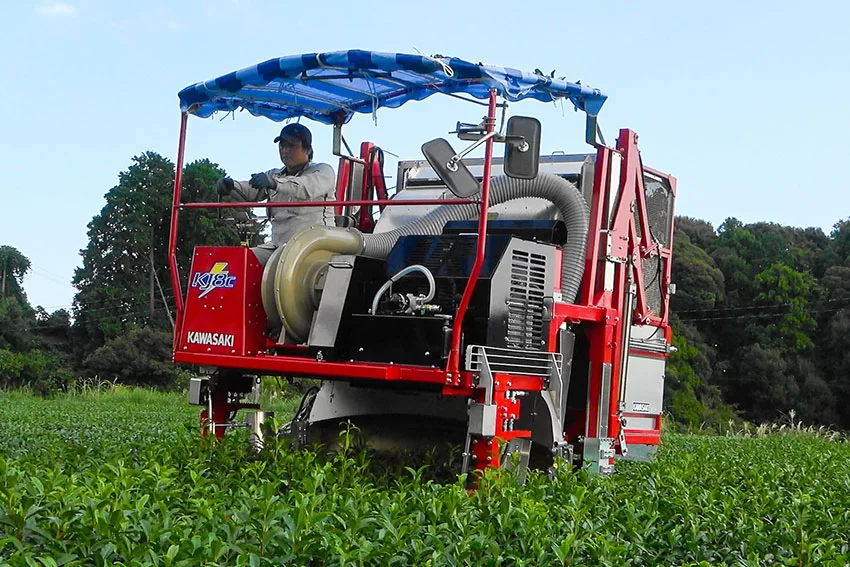 Efekt skali w produkcji sencha