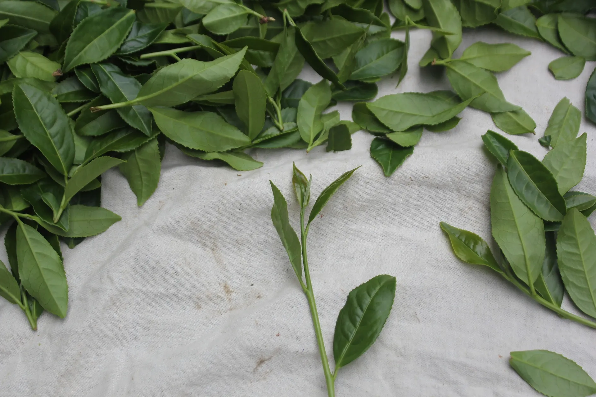 Recencje herbat - warunki i inne drobiazgi