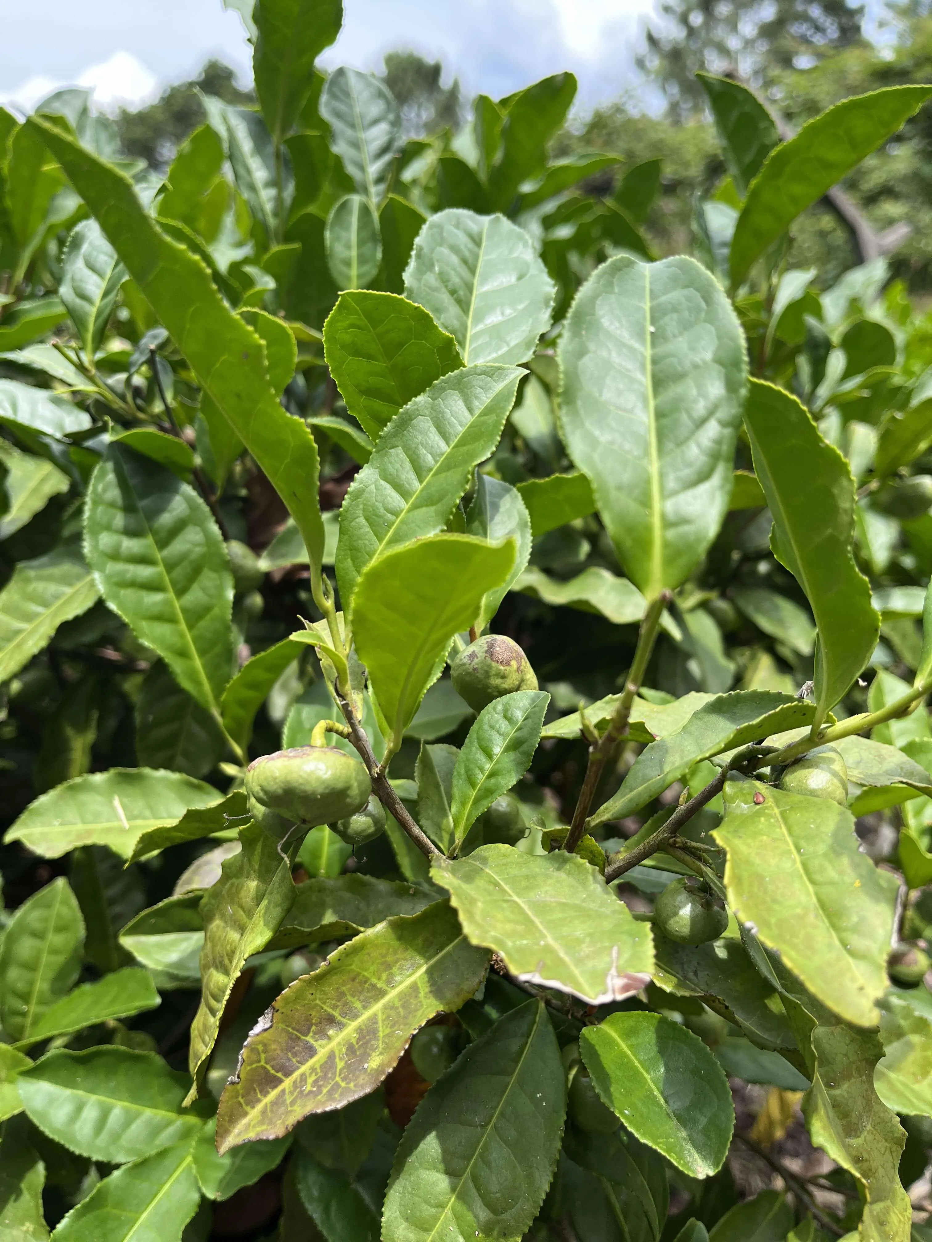 Krzewy herbaty z nasionami